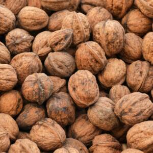 Walnüsse frisch aus dem Wald